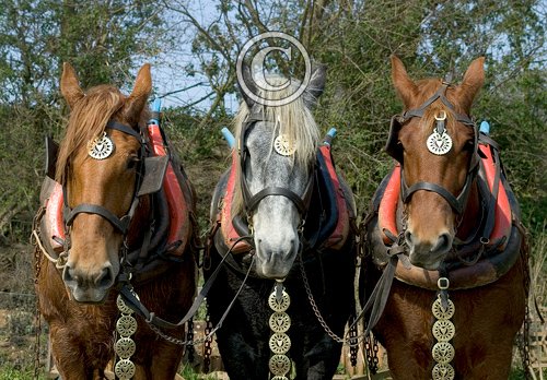 Heavy Horses DM1214
